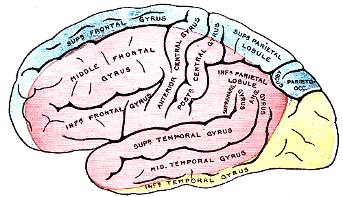 Middle cerebral artery
